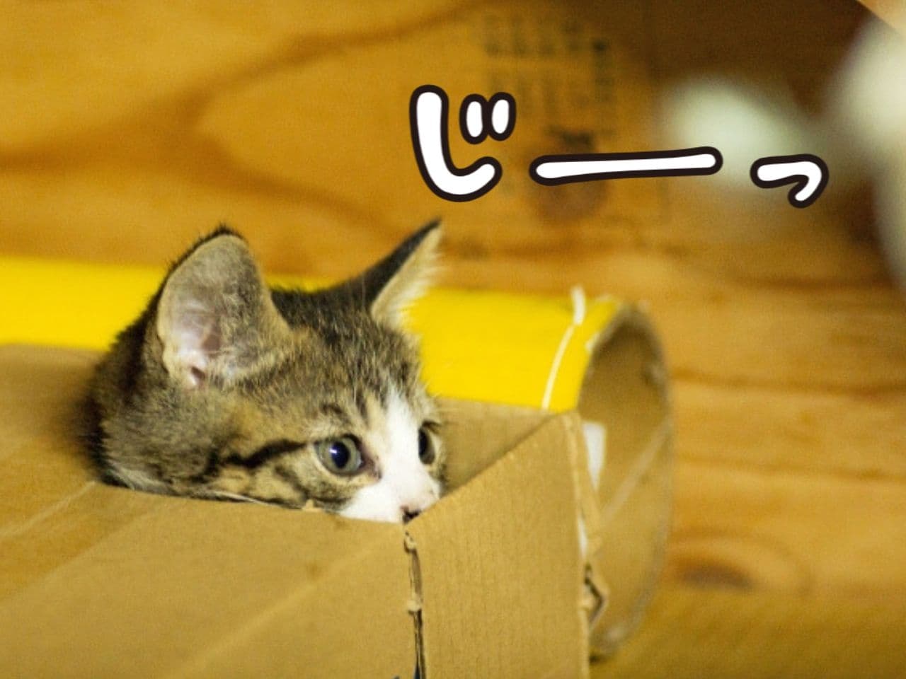 箱から顔を出して見つめる猫