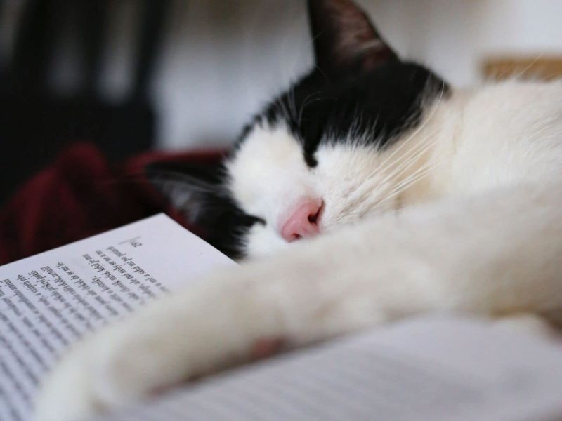 本に手をおいて眠っている猫